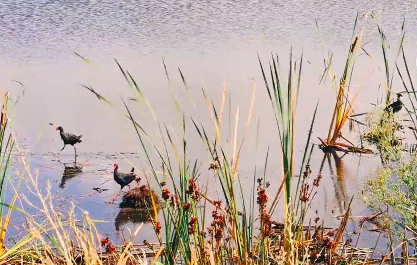 Kooragang Island wetlands