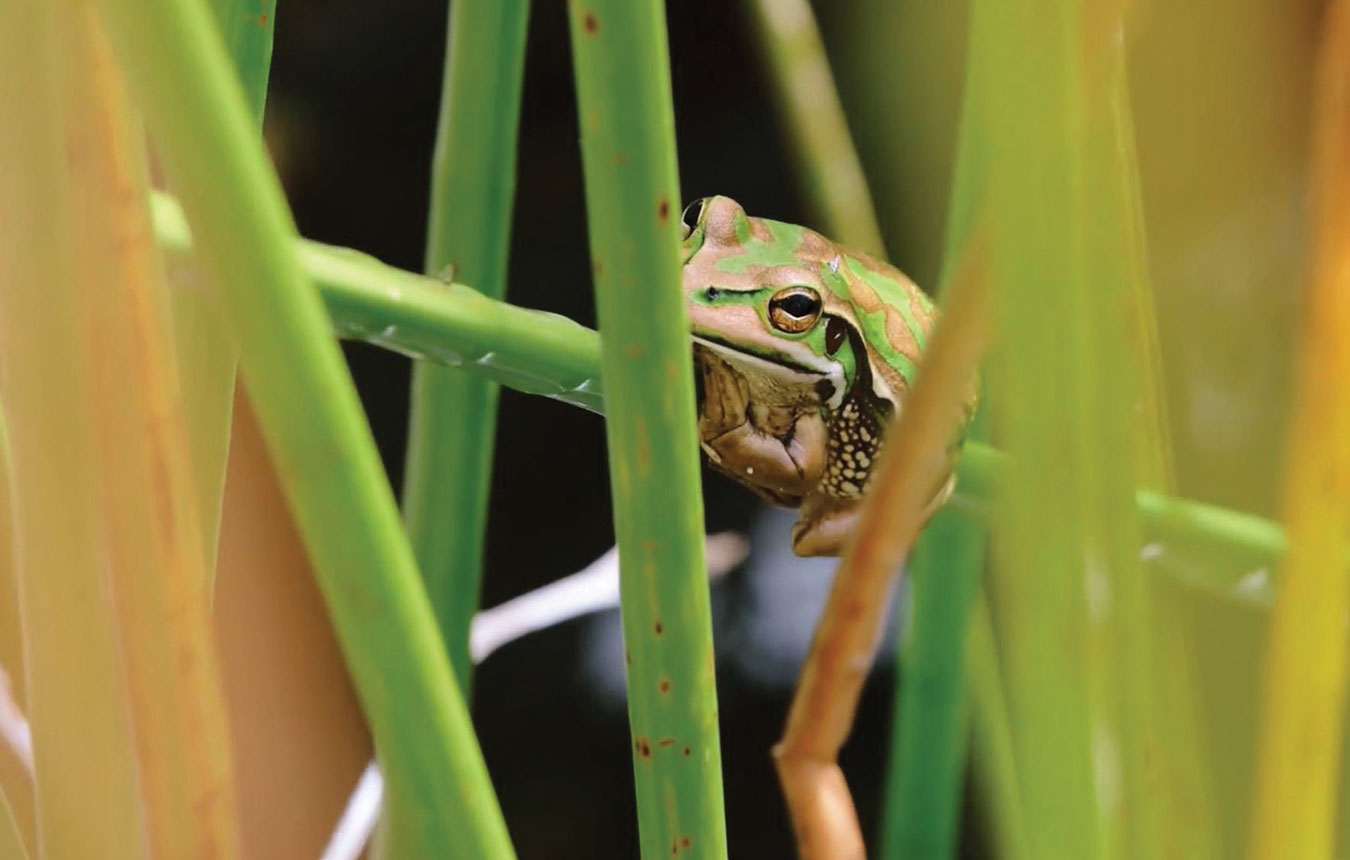 Green and Golden Bell Frog