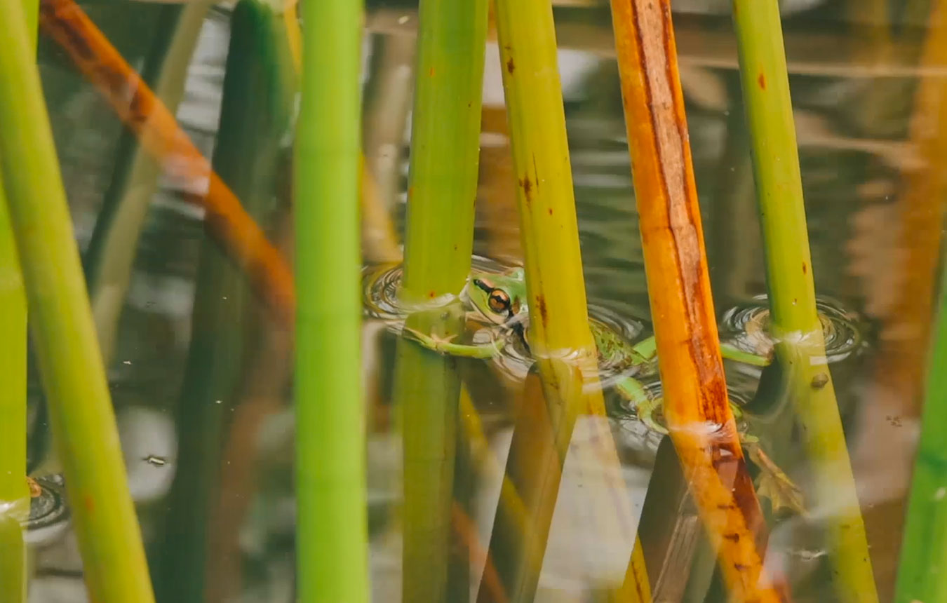 Green and Golden Bell Frog