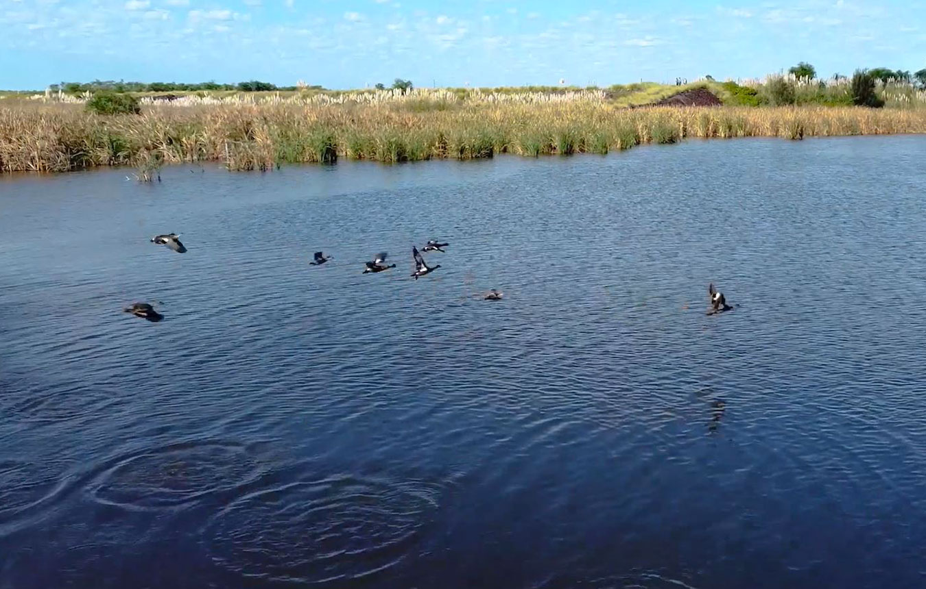 Remediated land at Kooragang Island