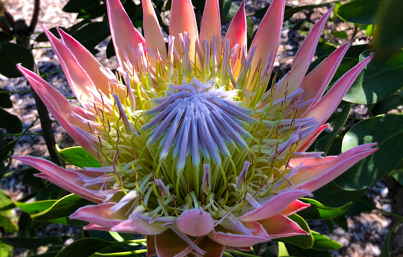 Flowers at Mount Penang Gardens