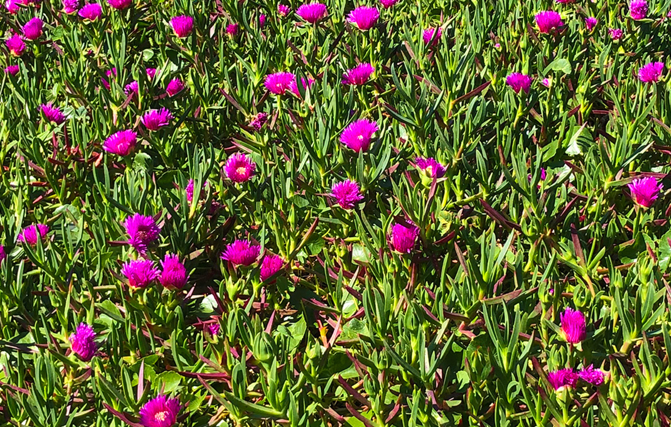 Flowers at Mount Penang Gardens