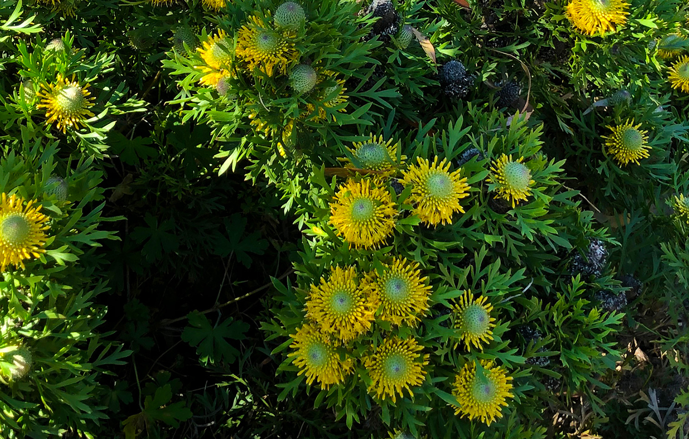 Flowers at Mount Penang Gardens