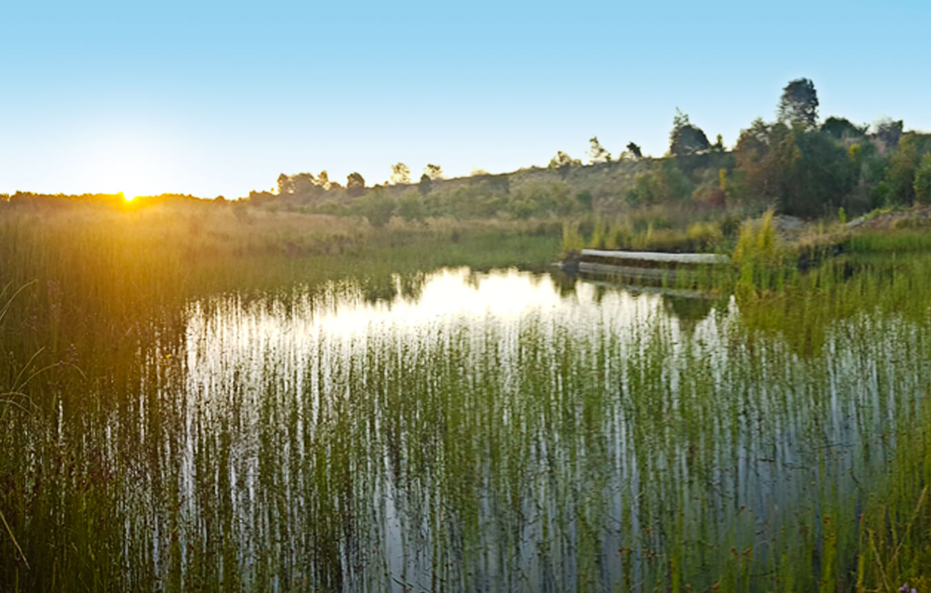 Kooragang Island wetlands