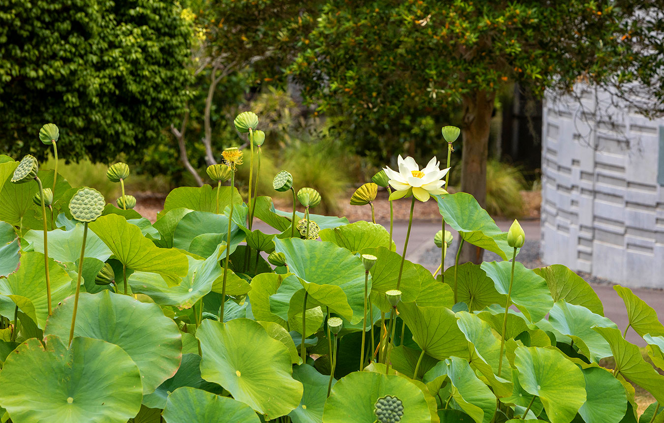 Mount Penang Gardens, Central Coast